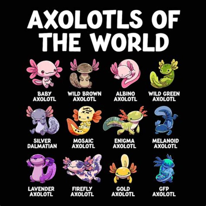 Discovering The Fascinating World Of Axolotls: 5 Types Of Axolotls You Should Know About