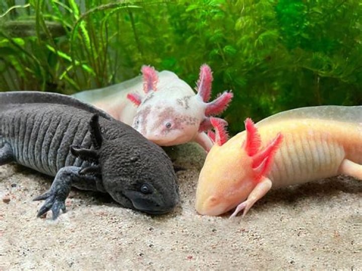Exploring All Kinds Of Axolotls: Nature's Aquatic Marvels