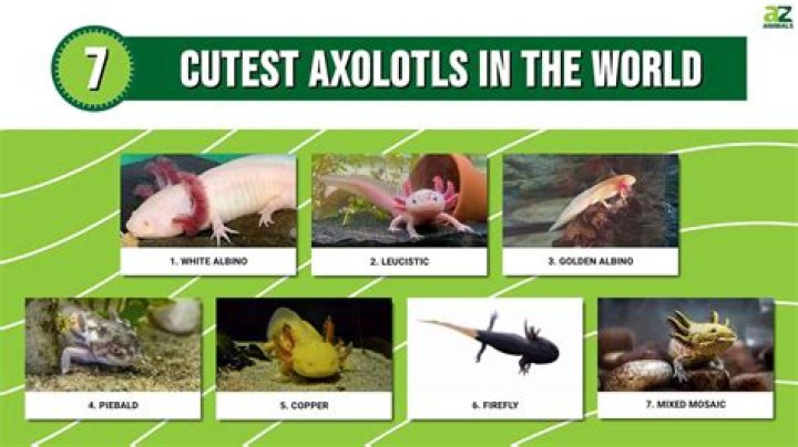Exploring The Fascinating Axolotls Types