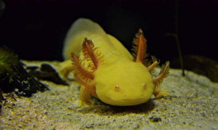 Exploring The Vibrant World Of Axolotl Colors