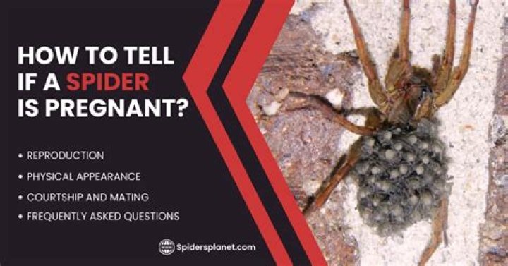 Is That A Pregnant Spider Lurking In Your Home?